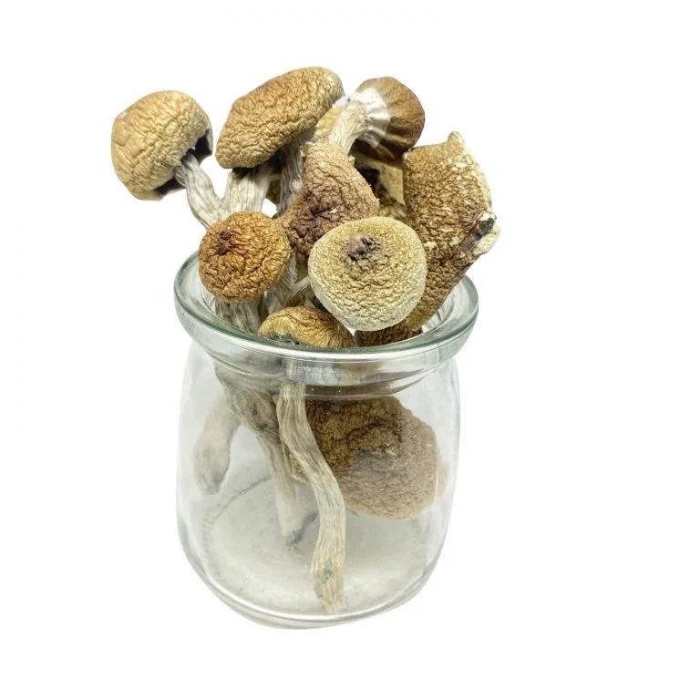 Mungus – Burmese Magic Mushrooms